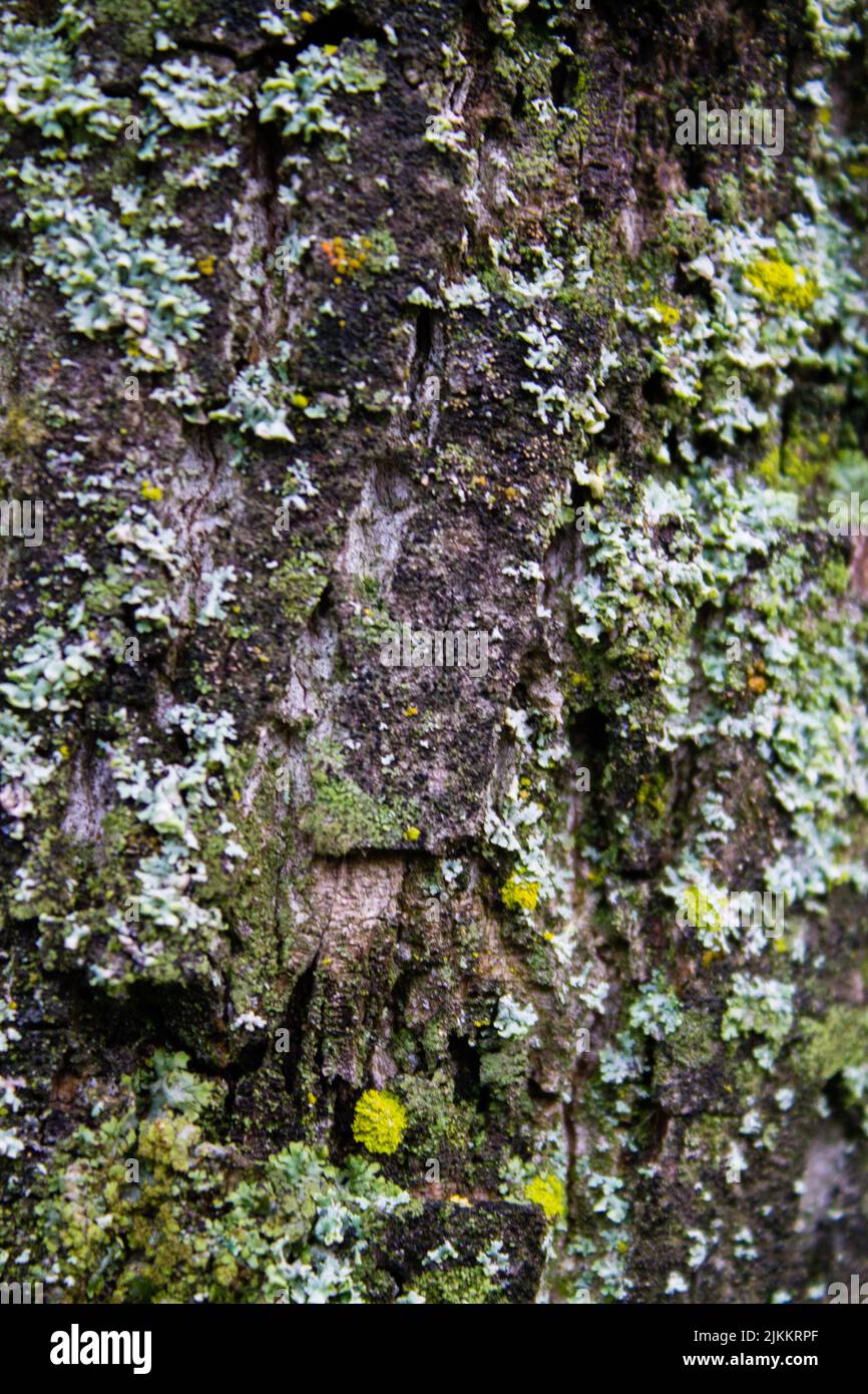 A closeup of and old musty and mossy texture tree trunk surface Stock Photo