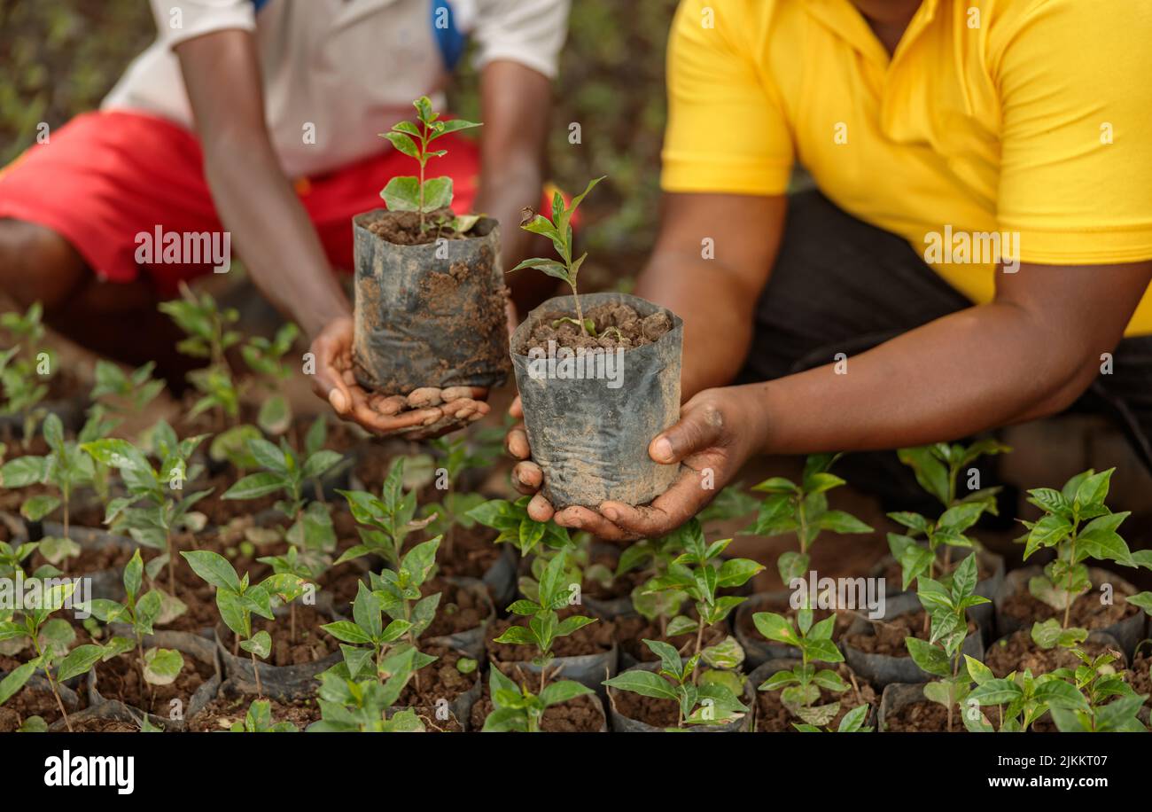 Workers showing coffee sprouts before landing on a plantation Stock