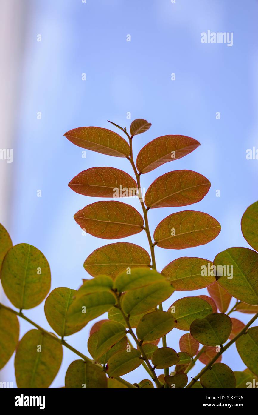 A closeup of green leaves in a park Stock Photo - Alamy