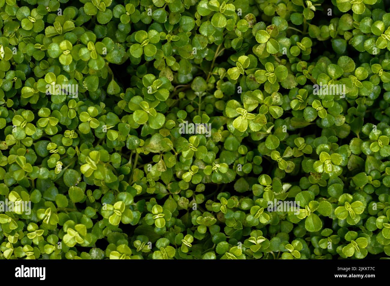 A closeup of Groundcover in a park Stock Photo