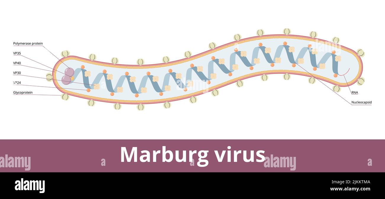 Marburg virus.Hemorrhagic fever virus of the Filoviridae family. Virion visualization includes glycoproteins, RNA and nucleocapsid. Stock Vector