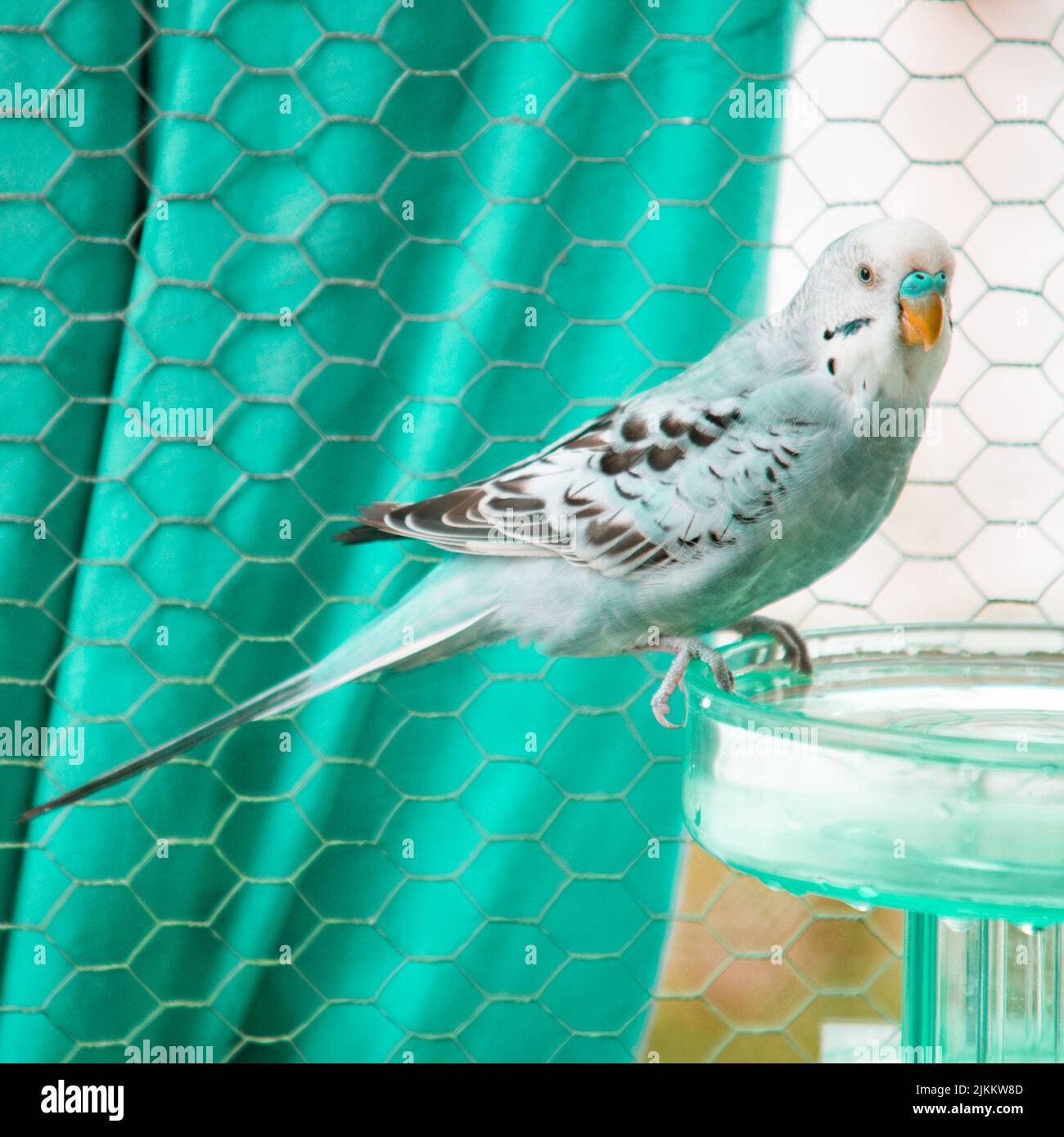 A colorful budgerigar standing on glass in background of wire fence Stock Photo