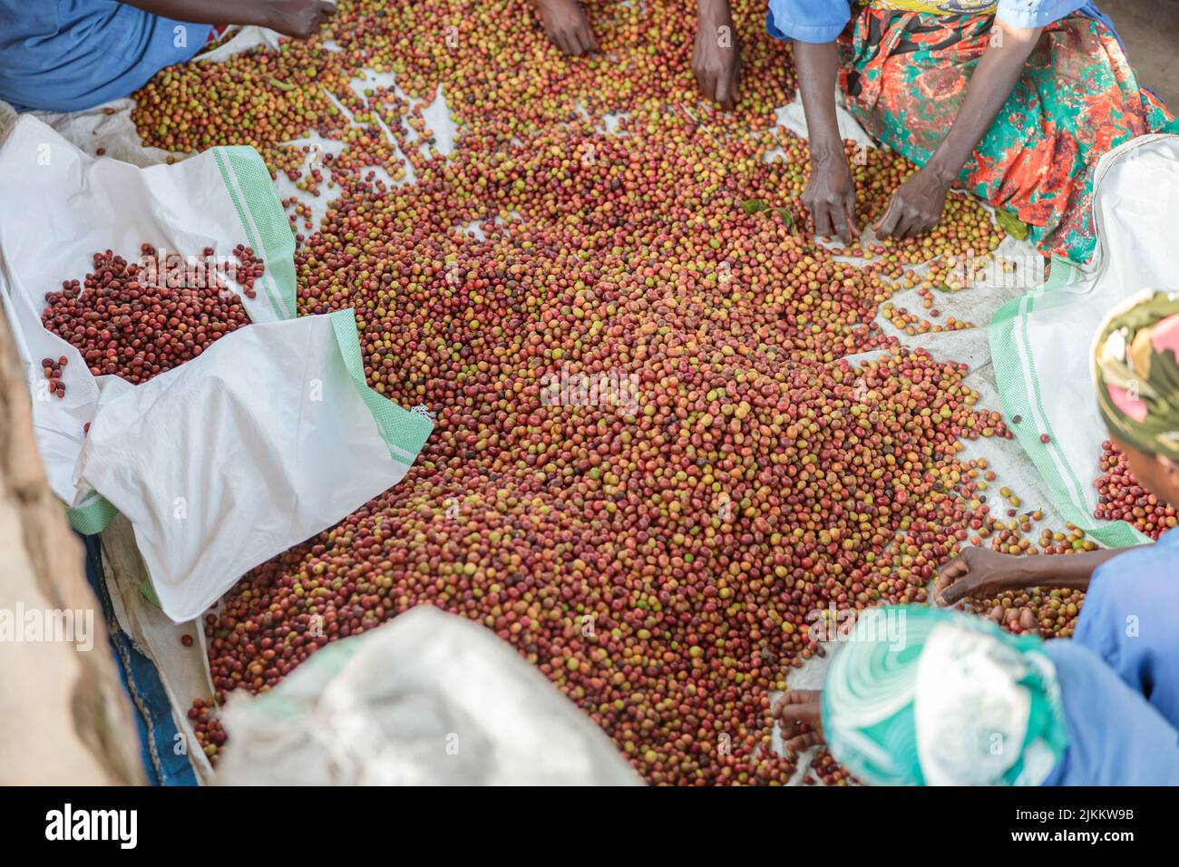 Workers choosing the beans of the best quality at coffee factory in