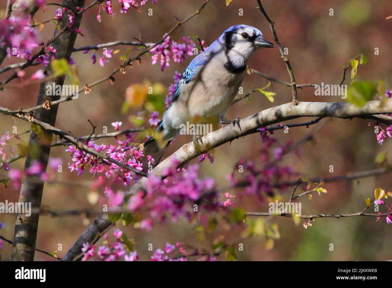 Blue Jay Tree Blue jay tree blossom hi-res stock photography and images - Alamy