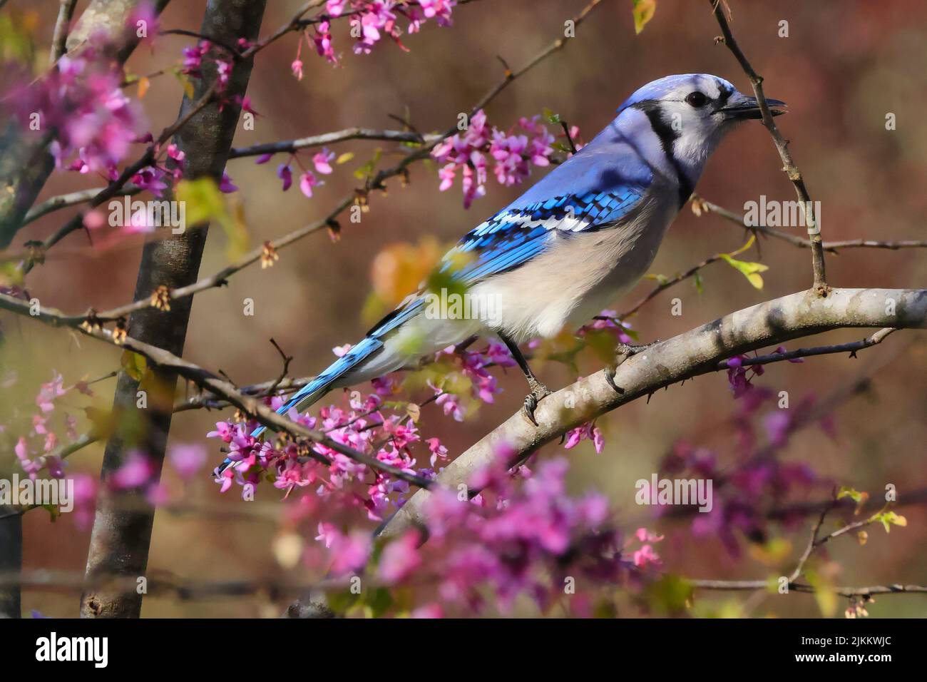 Blue Jay Tree A closeup of a Blue jay on a blooming tree Stock Photo - Alamy