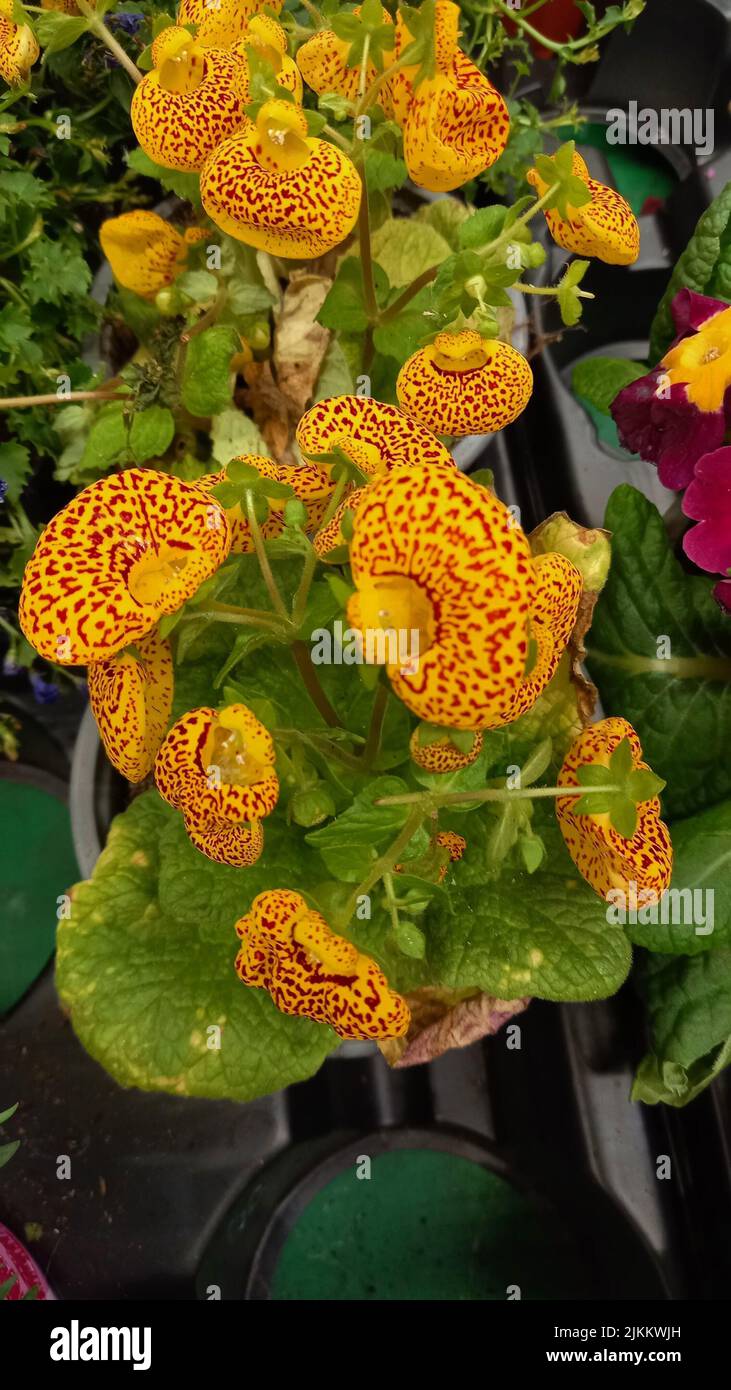 A vertical shot of blooming colorful home flowers of Calceolaria  in a pot Stock Photo
