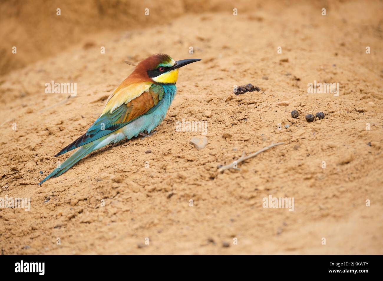 Small colorful European bee eater bird with bright plumage and long beak sitting on dry ground in nature on summer day Stock Photo