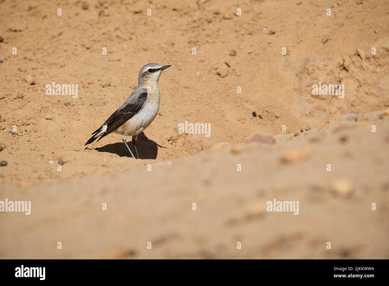 Curious northern wheatear standing on dry sand on sunny summer day in desert Stock Photo