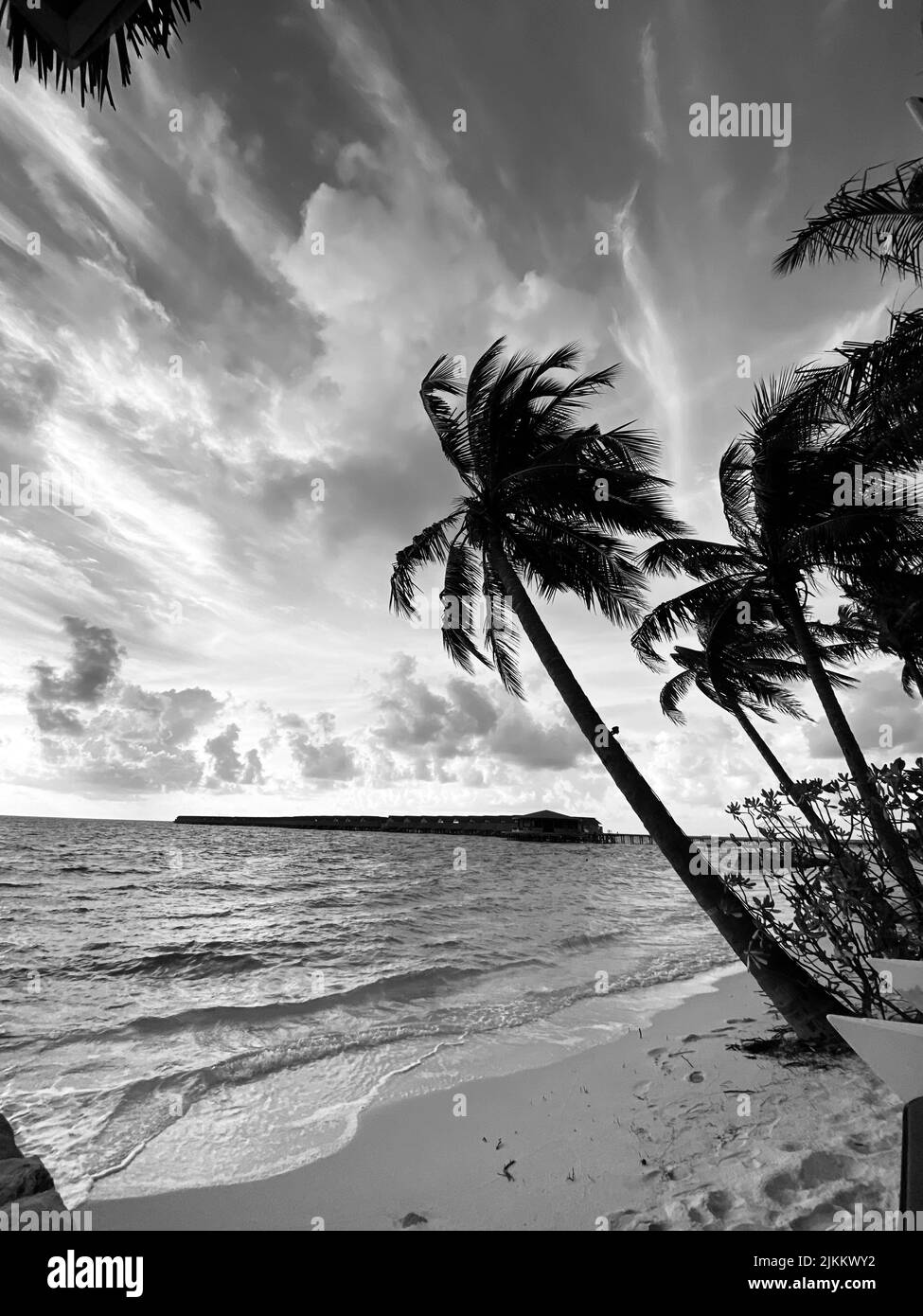 A vertical grayscale shot of palm trees on the beach in the Maldives ...