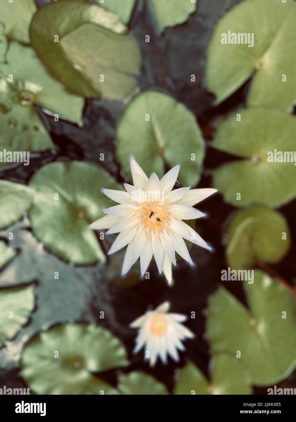 A vertical top view of white water lilies and lotus leaves in a lake Stock Photo