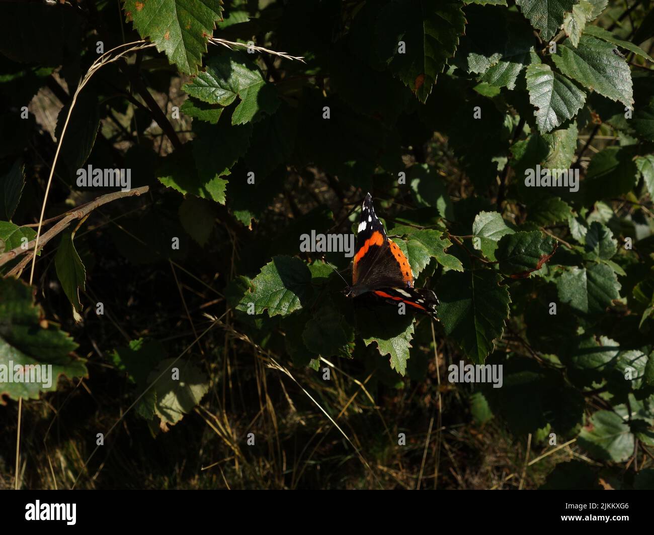 Butterflies, Red Admiral, Vanessa Atalanta, sit on the green leaves of the birch. Stock Photo