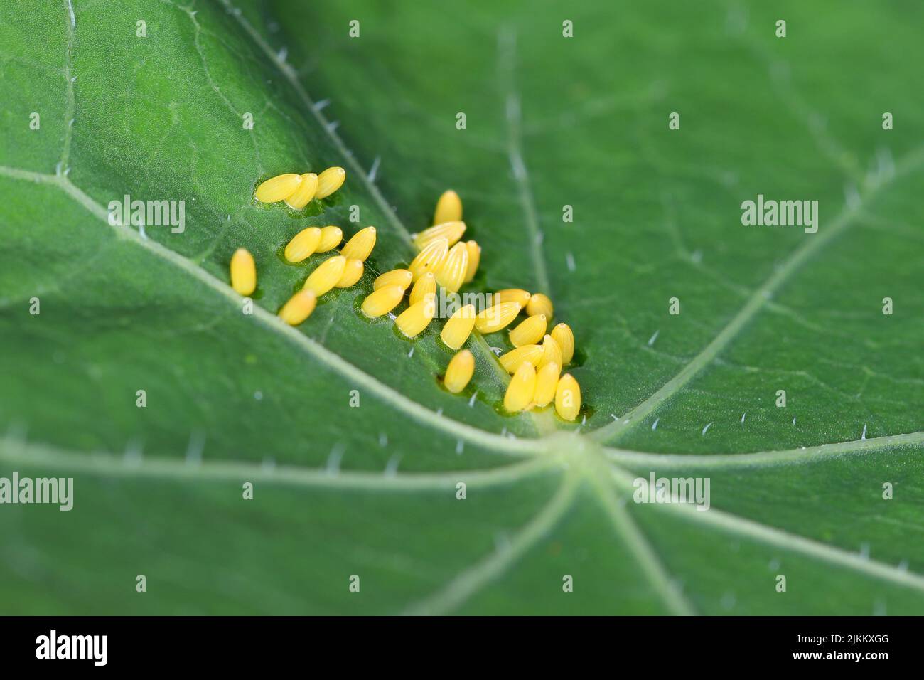 Large or cabbage white butterfly, Pieris brassicae, eggs laid on the  nastutium leaf in unusual individual pattern. Stock Photo