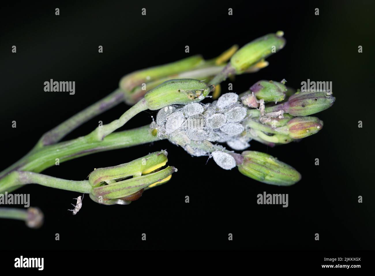 Cabbage aphids (Brevicoryne brassicae) on the flowering radish plant. Stock Photo