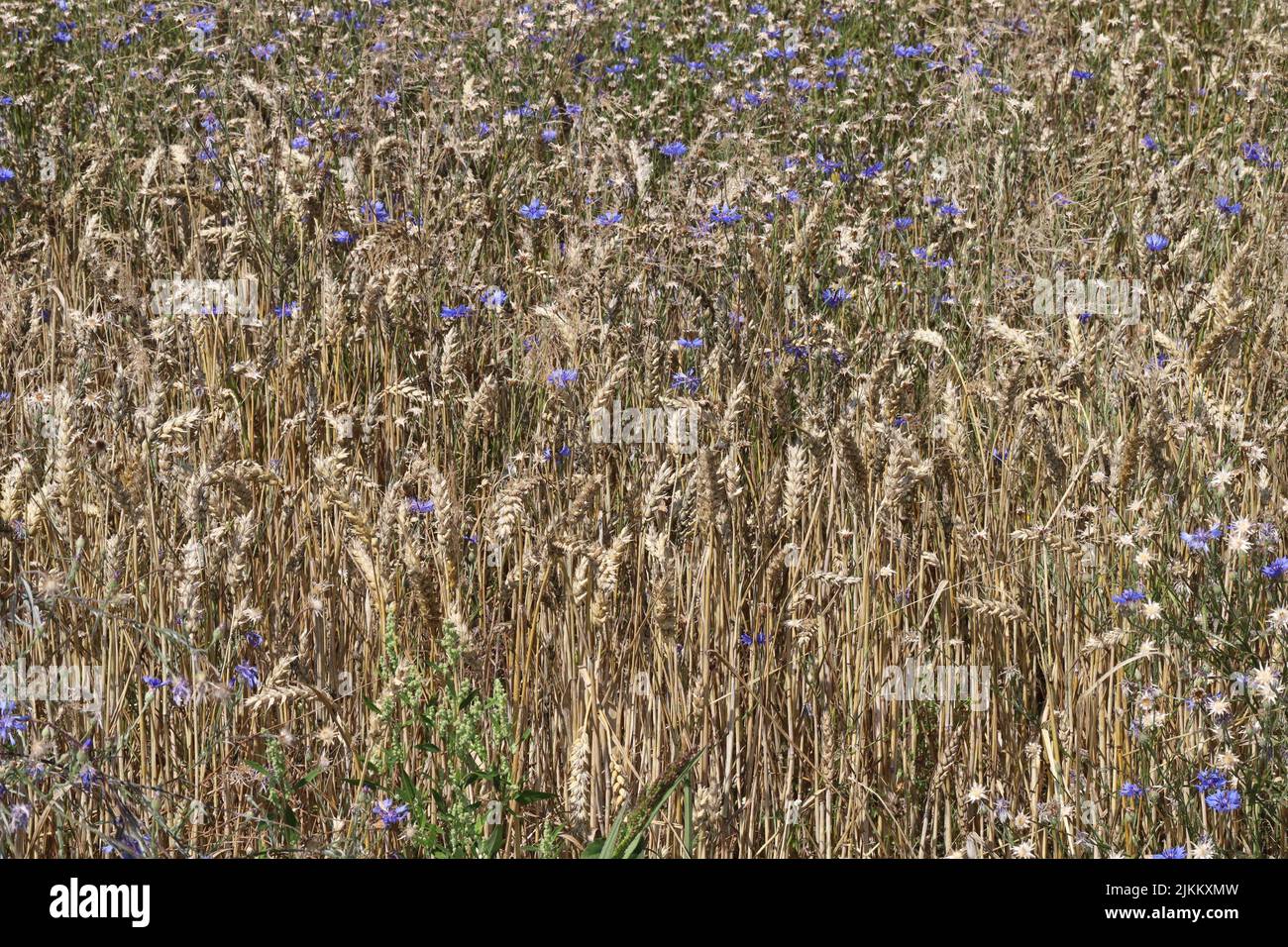 Cultivation of cereals with numerous weeds. Stock Photo
