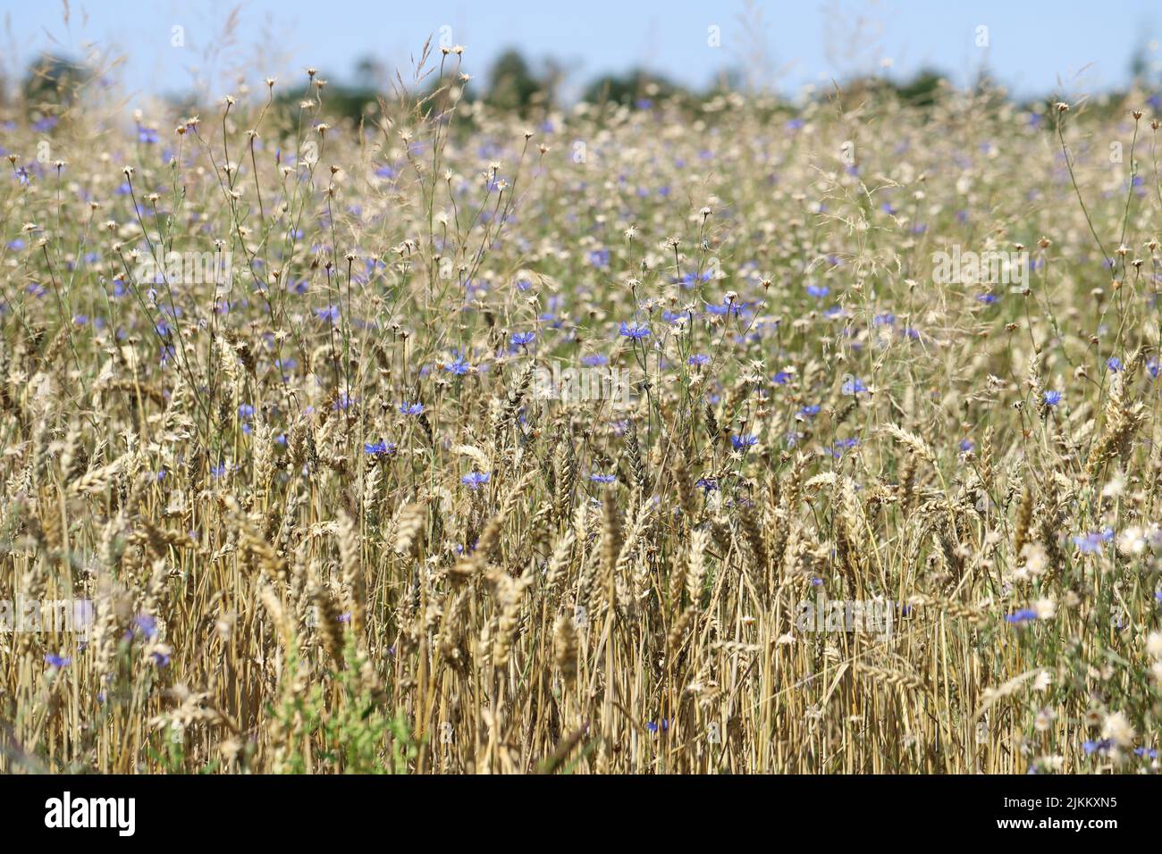 Cultivation of cereals with numerous weeds. Stock Photo