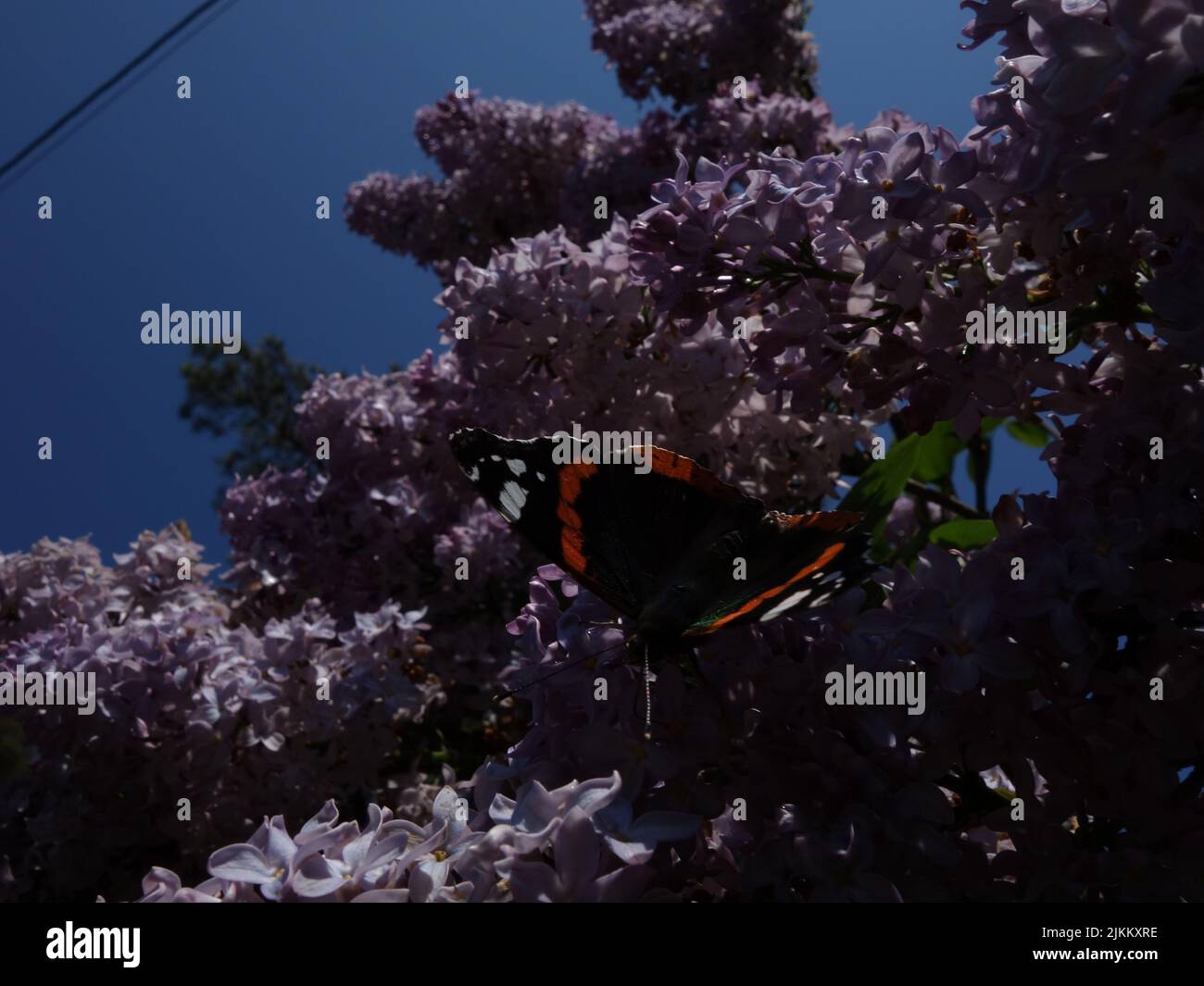 Butterflies, Red Admiral, Vanessa Atalanta, enjoying themselves among blooming purple lilacs. Stock Photo