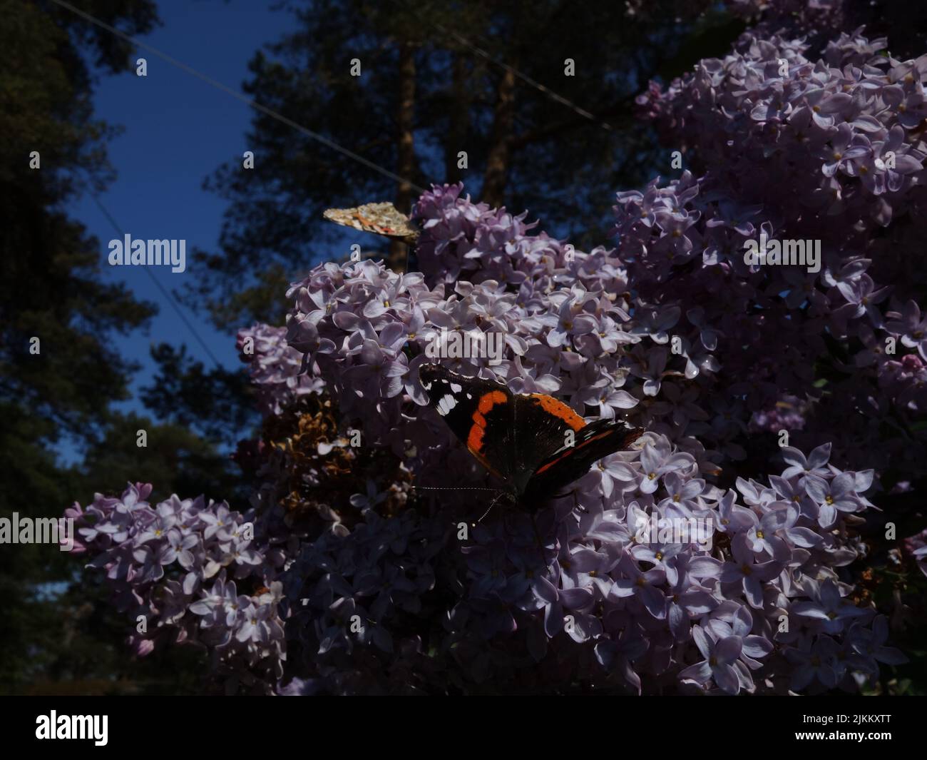 Butterflies, Red Admiral, Vanessa Atalanta, enjoying themselves among blooming purple lilacs. Stock Photo