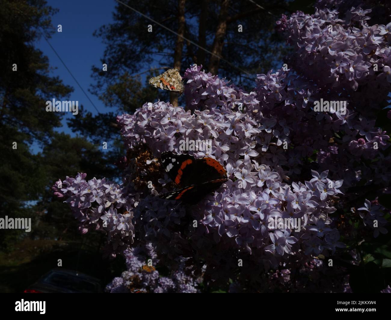 Butterflies, Red Admiral, Vanessa Atalanta, enjoying themselves among blooming purple lilacs. Stock Photo