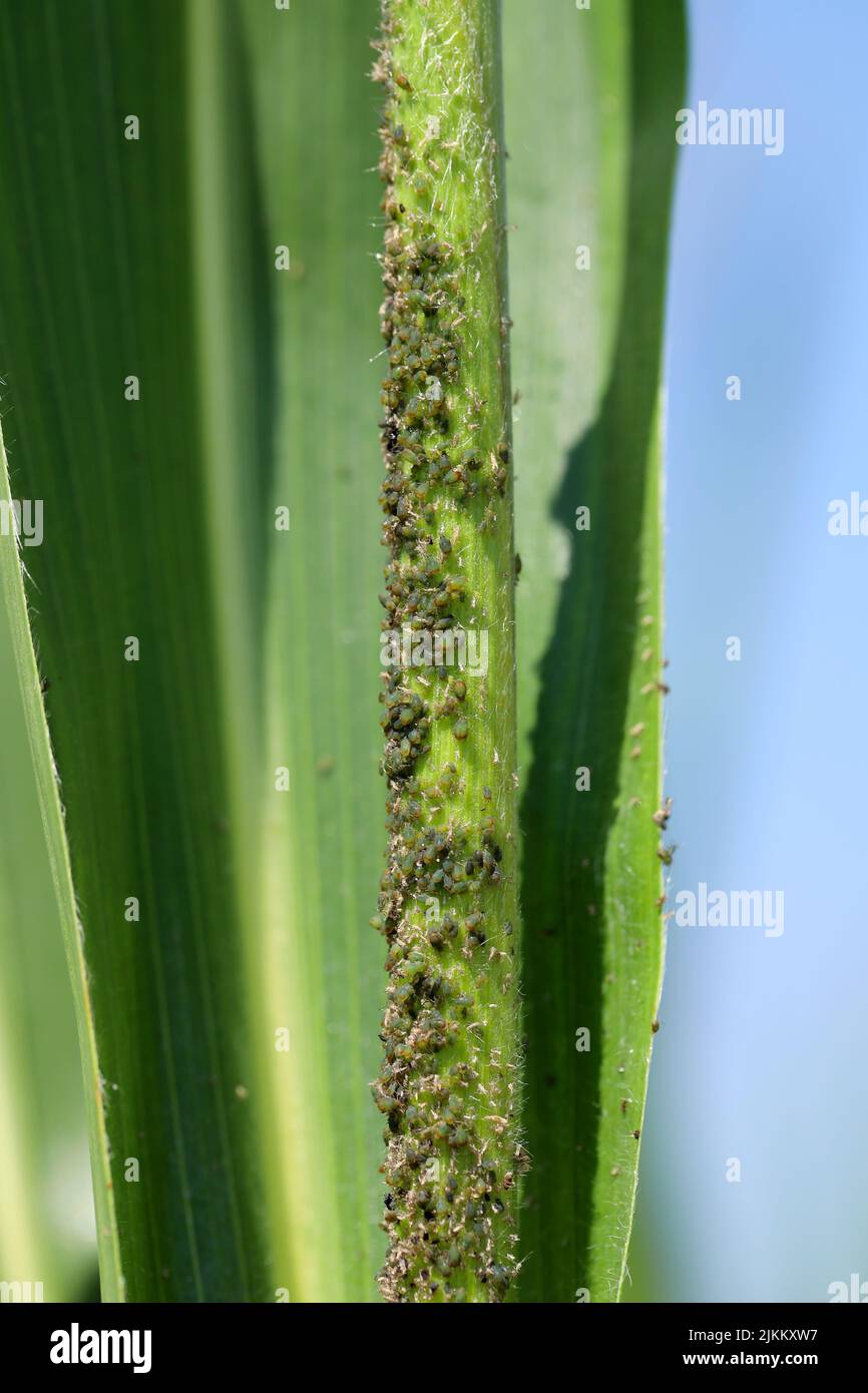 Cereal leaf aphid Rhopalosiphum maidis infestation on the corn stalk. Stock Photo