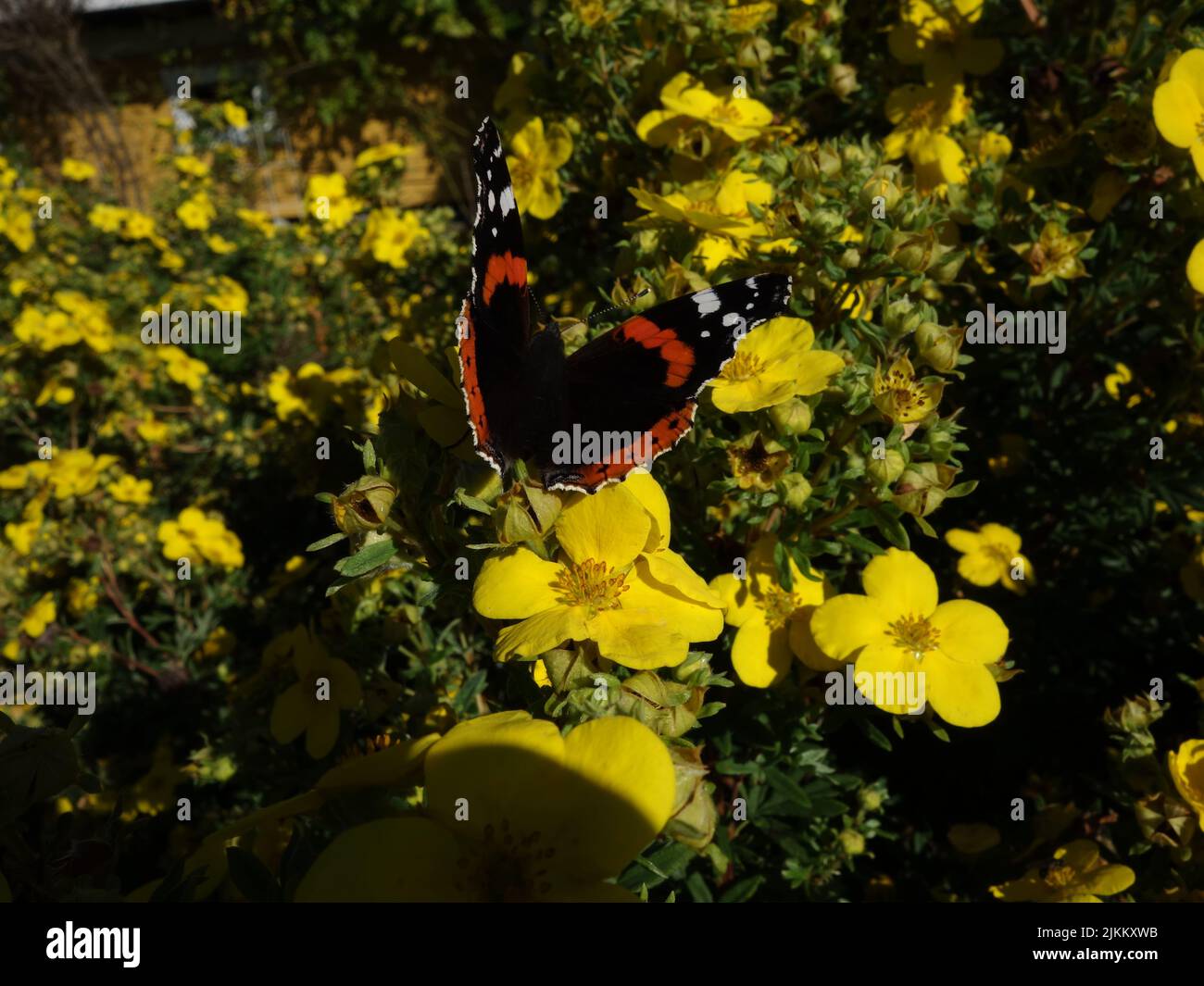 A butterfly, the Red Admiral, Vanessa Atalanta, in a bush with yellow flowers. Stock Photo