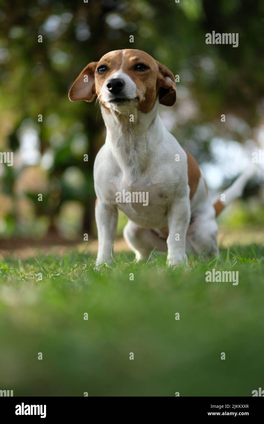 A vertical shot of a cute puppy in a park on a blurred background Stock Photo