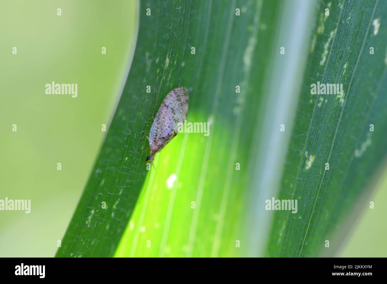 Brown lacewing (Hemerobius humulinus) adult on maize leaf. Stock Photo