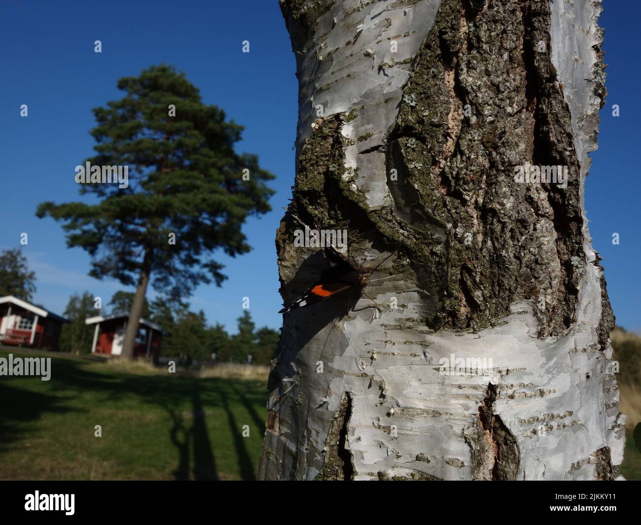 Butterflies, Red Admiral, Vanessa Atalanta, basking in the sun on a birch trunk. Stock Photo