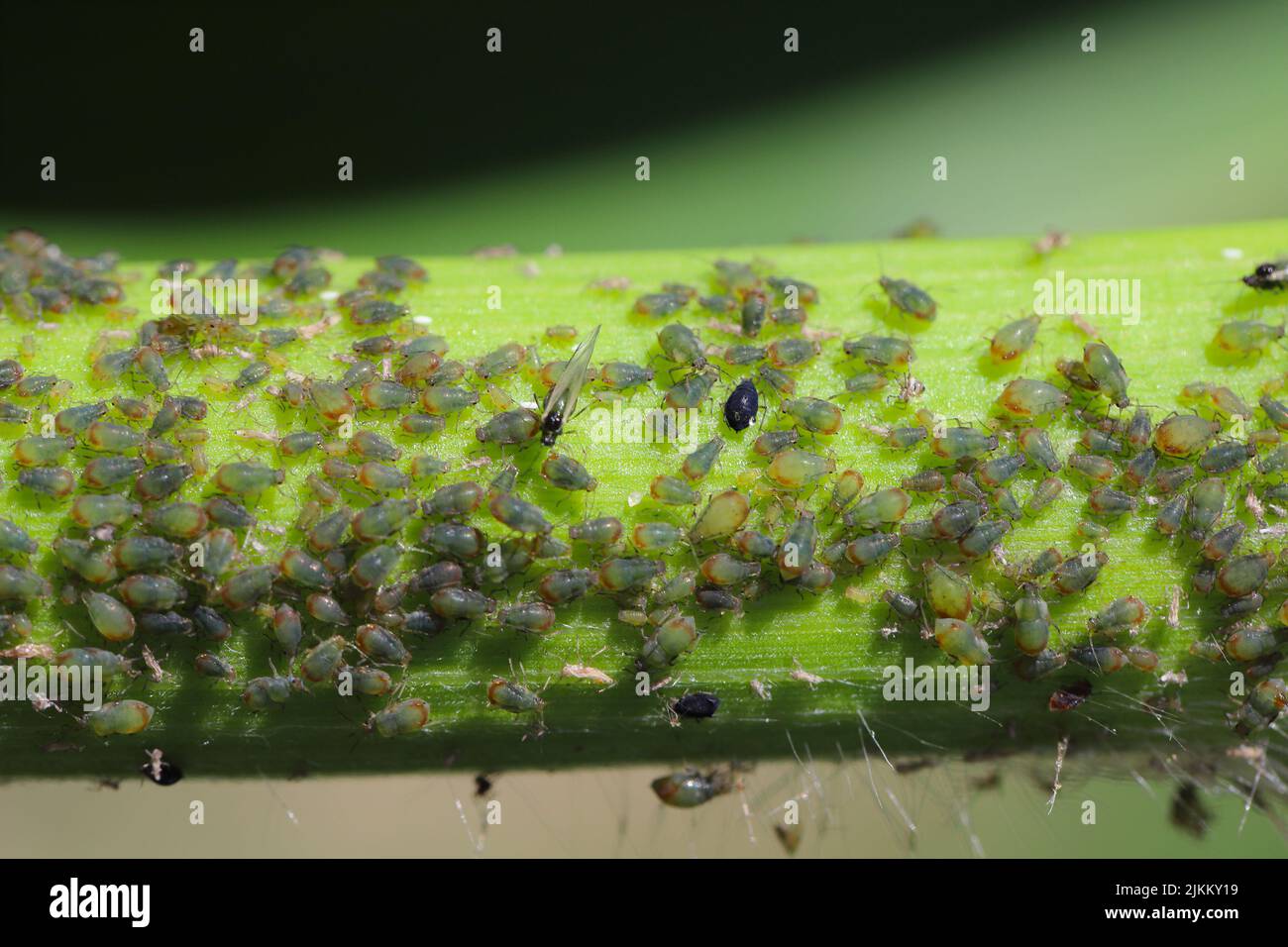 Cereal leaf aphid Rhopalosiphum maidis infestation on the corn stalk. Stock Photo