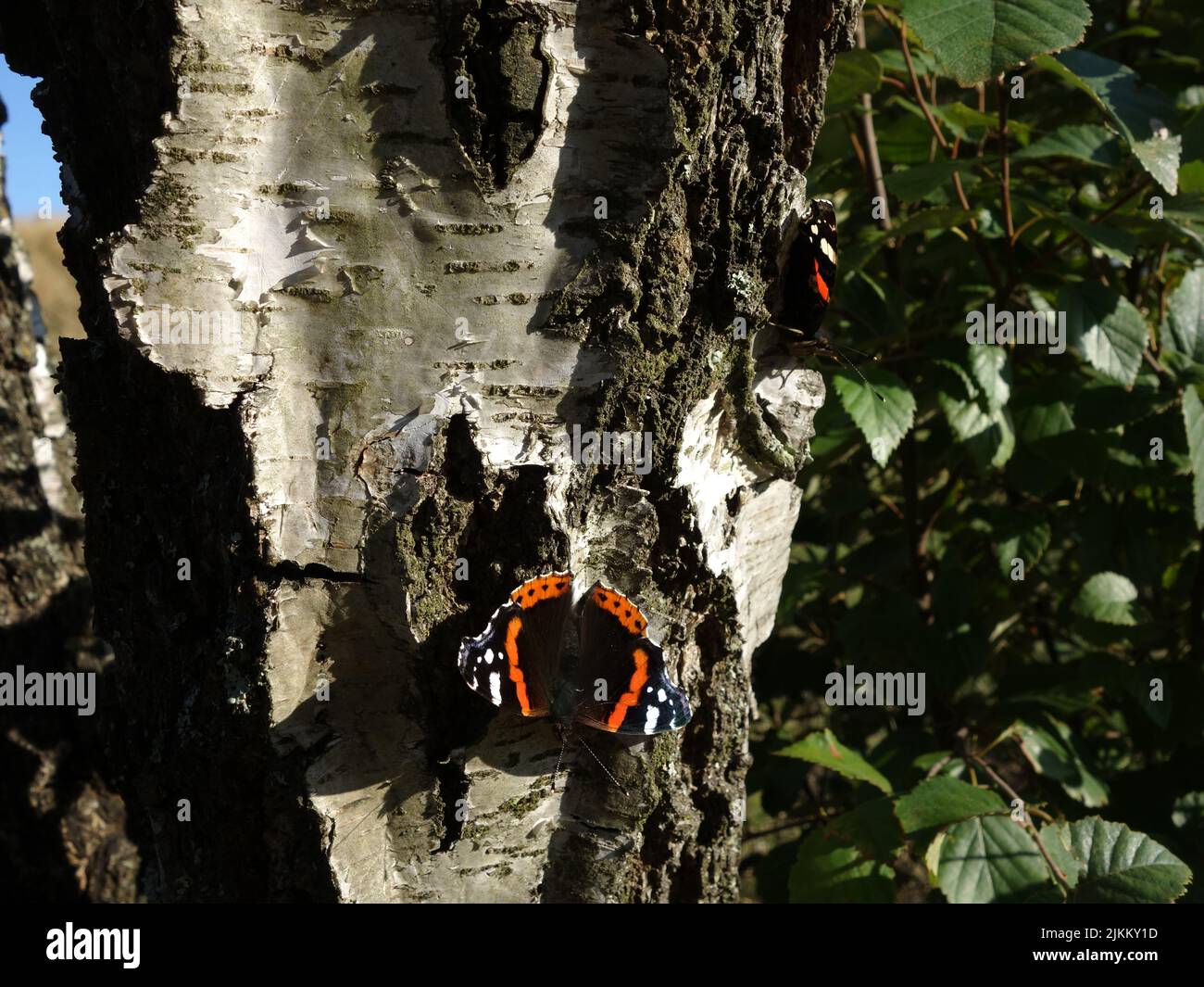 Butterflies, Red Admiral, Vanessa Atalanta, basking in the sun on a birch trunk. Stock Photo