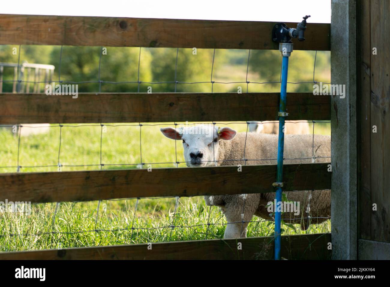 A white Texel sheep behind a wooden fence in a field Stock Photo