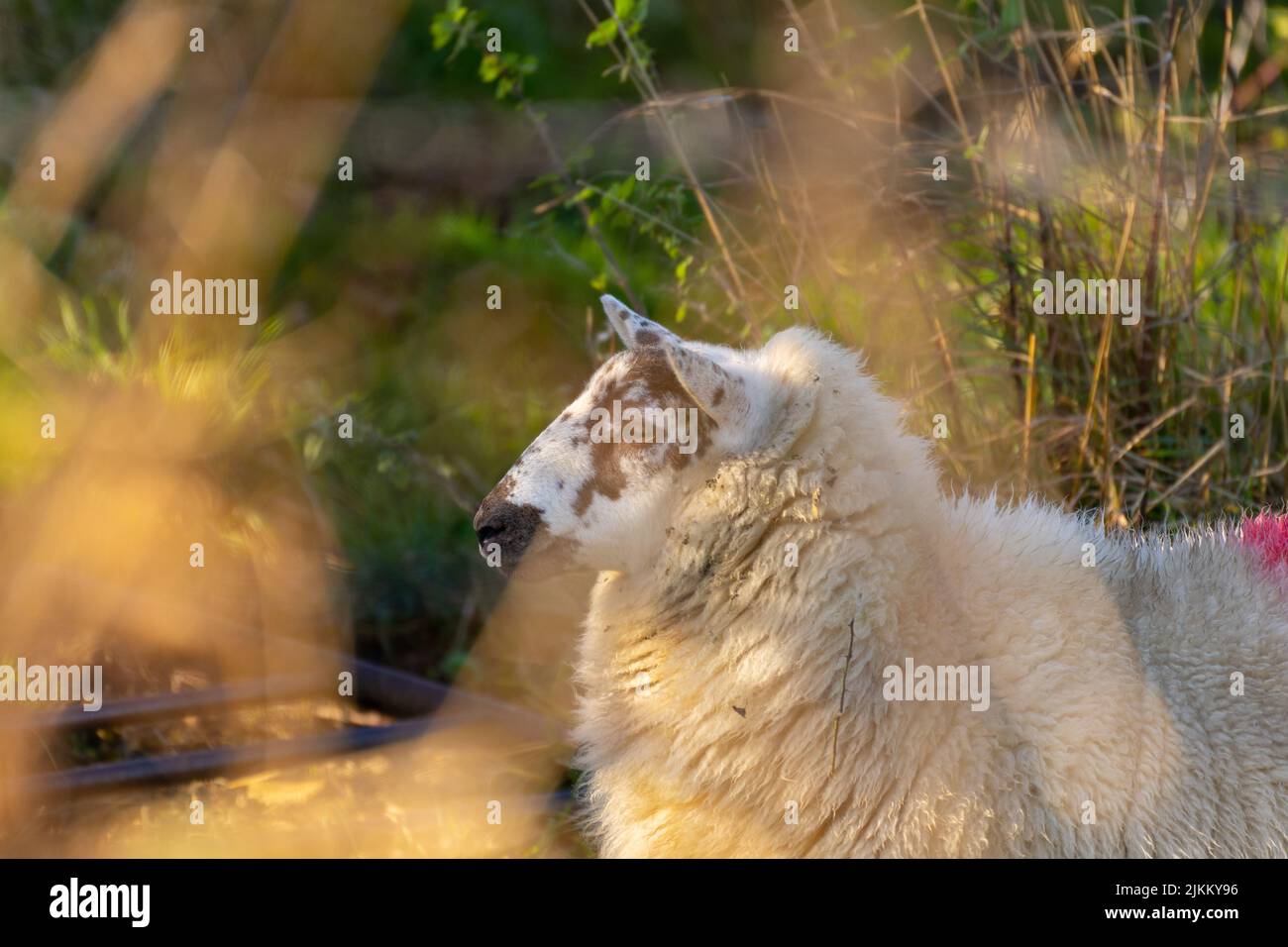 A white Texel sheep behind a fence in a field Stock Photo