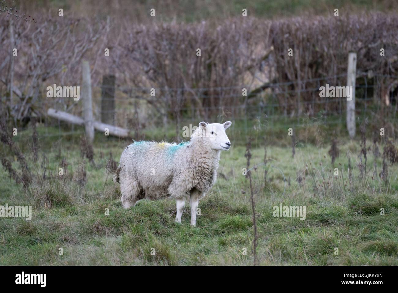 A white Texel sheep behind a wired fence in a field Stock Photo