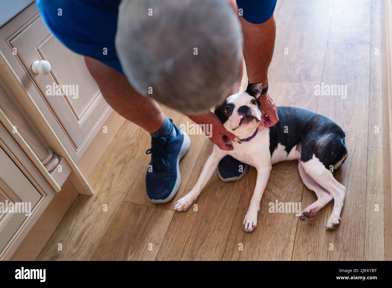 Boston Terrier dog being fussed by a man bending down to the dog who is at his feet on a wooden floor. The dog is looking up at the man. Stock Photo