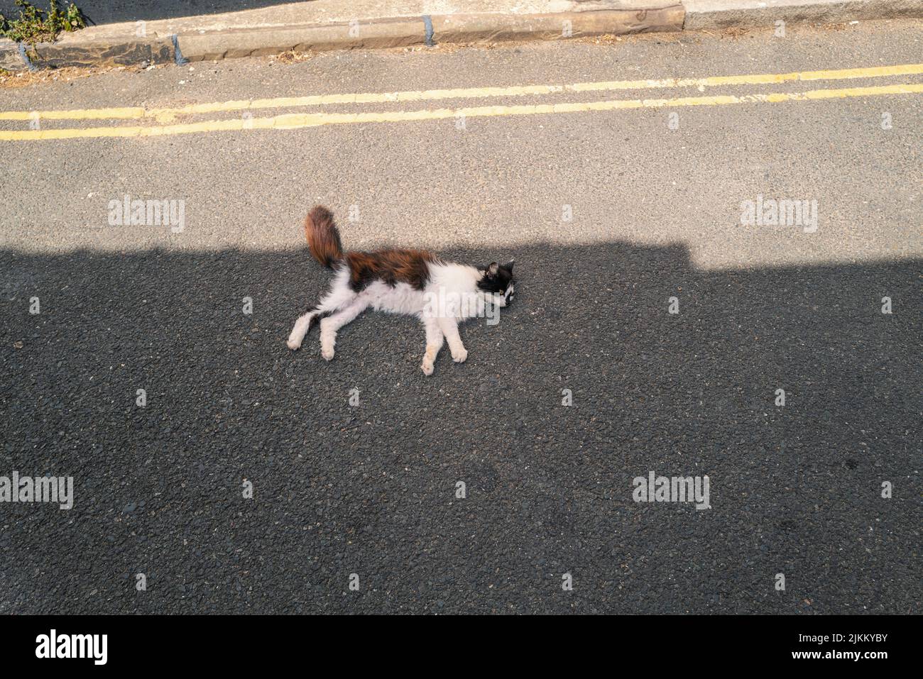 Brown and white cat lying in the shade on a quiet tarmac road with double yellow lines on a summer day. Stock Photo