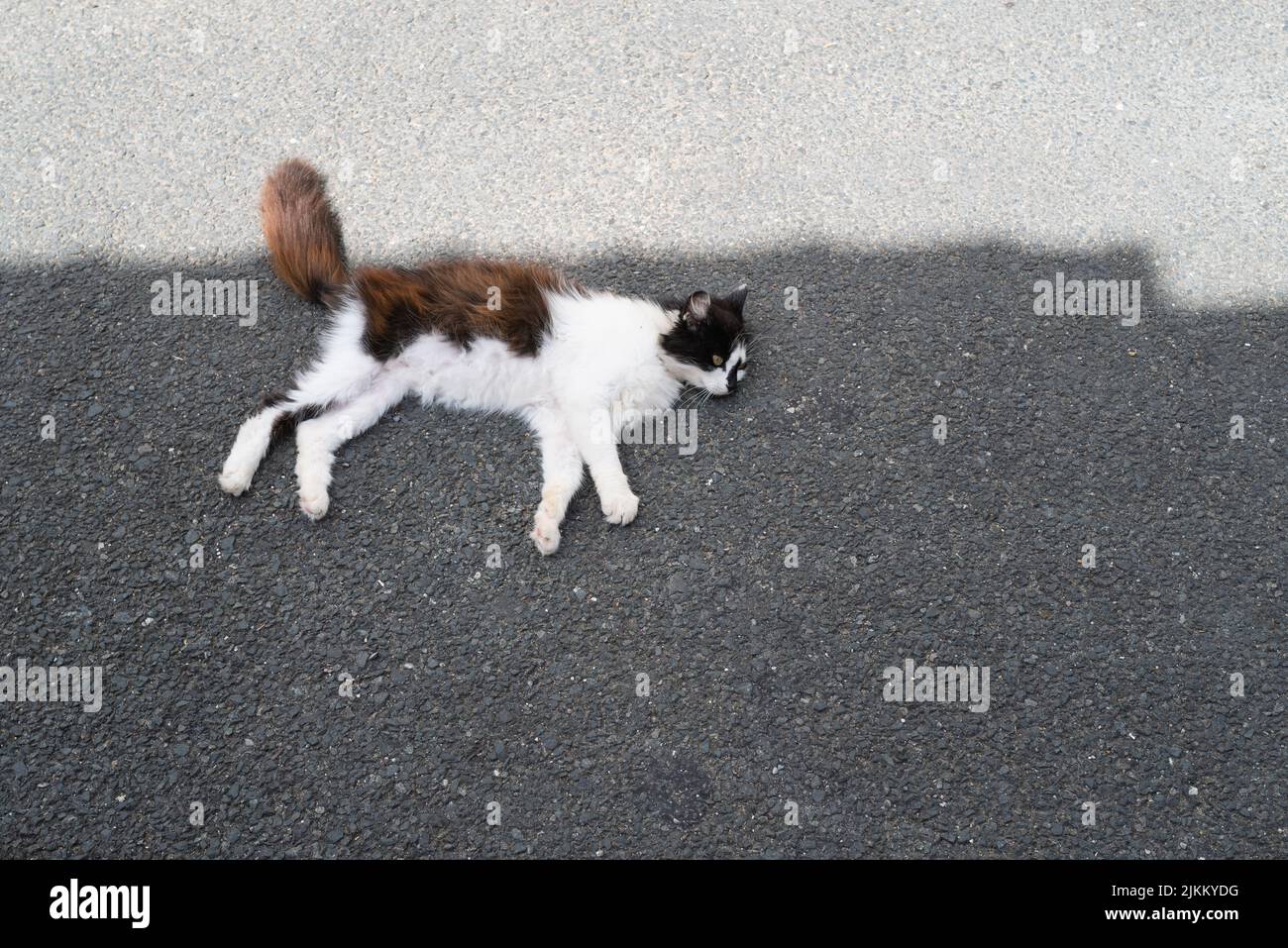 Brown and white cat lying in the shade on a quiet tarmac road on a summer day. Stock Photo