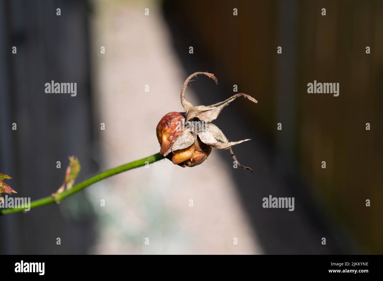 A closeup shot of an old dry and dead flower with blurred background on sunny day Stock Photo