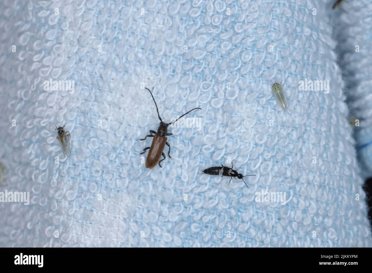 A huge diversity of insects lured by the light of a light bulb at night ...