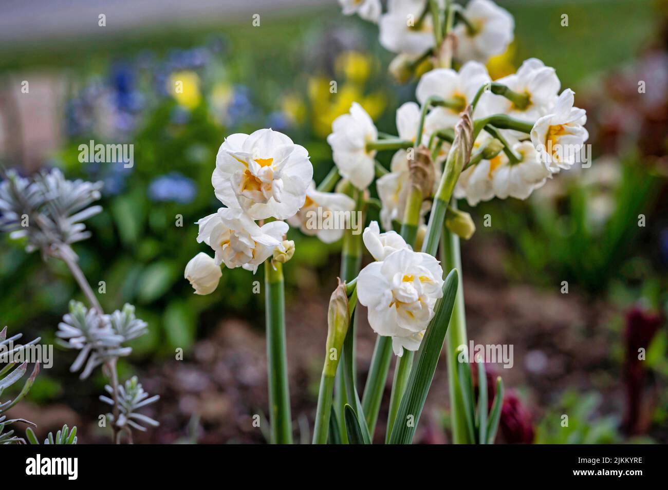 A beautiful white daffodil flowers in a garden. Beauty of nature Stock