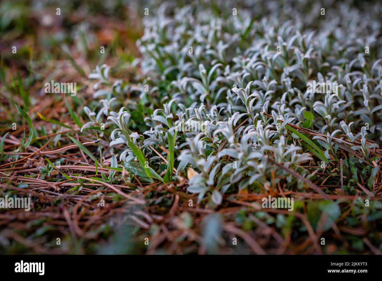 A close-up of growing on the ground, herbaceous plants under sunlight Stock Photo
