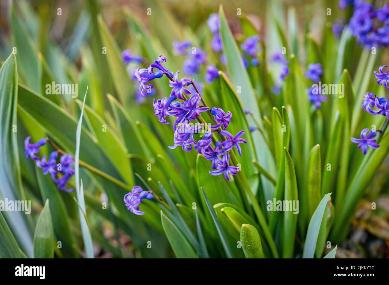 A large flowerbed with blue hyacinths, spring flowers, beautiful spring flower background Stock Photo