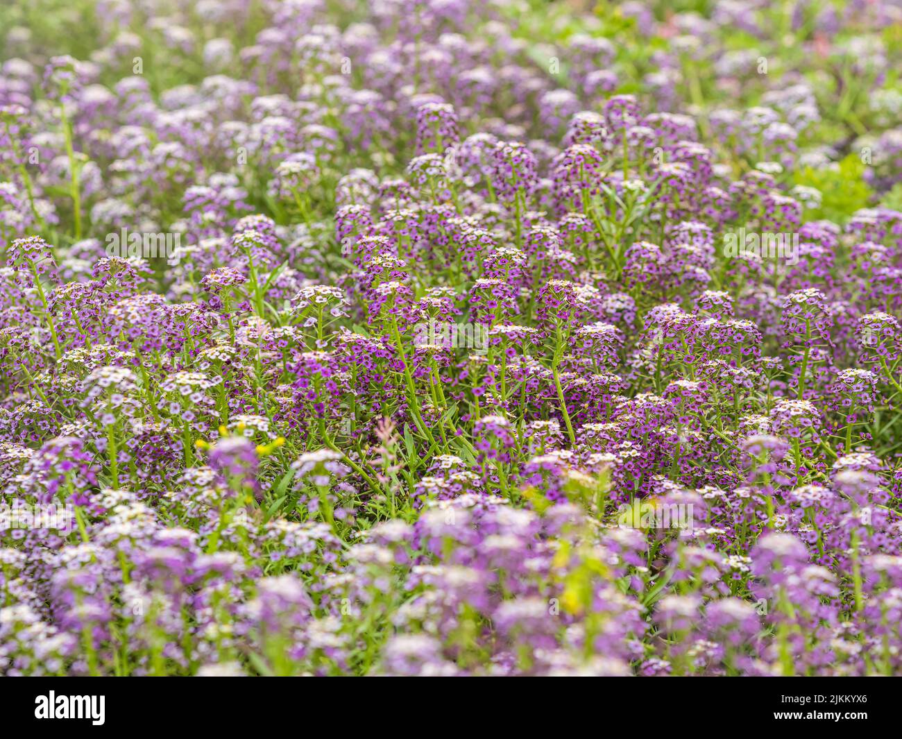 Dainty purple and white flowers of Lobularia maritima Alyssum maritimum