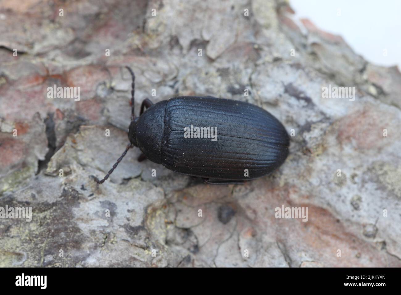 Darkling beetle, Matte black plant beetle, Mulberry beetle, Prionychus ater, Plant beetle, Alleculidae, Alleculinae Stock Photo