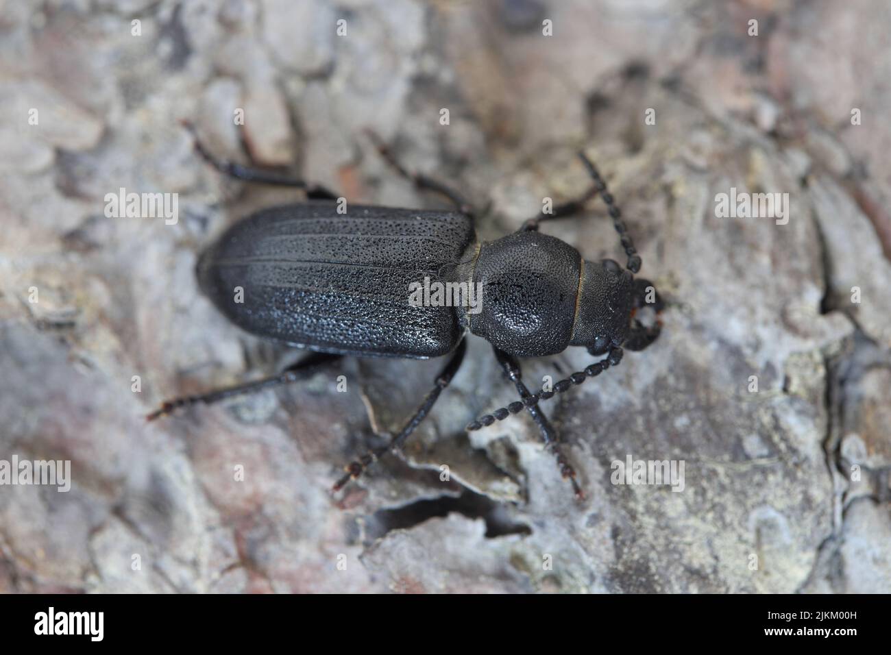 Longhorn Beetle (Spondylis buprestoides) on the bark of a tree. Stock Photo