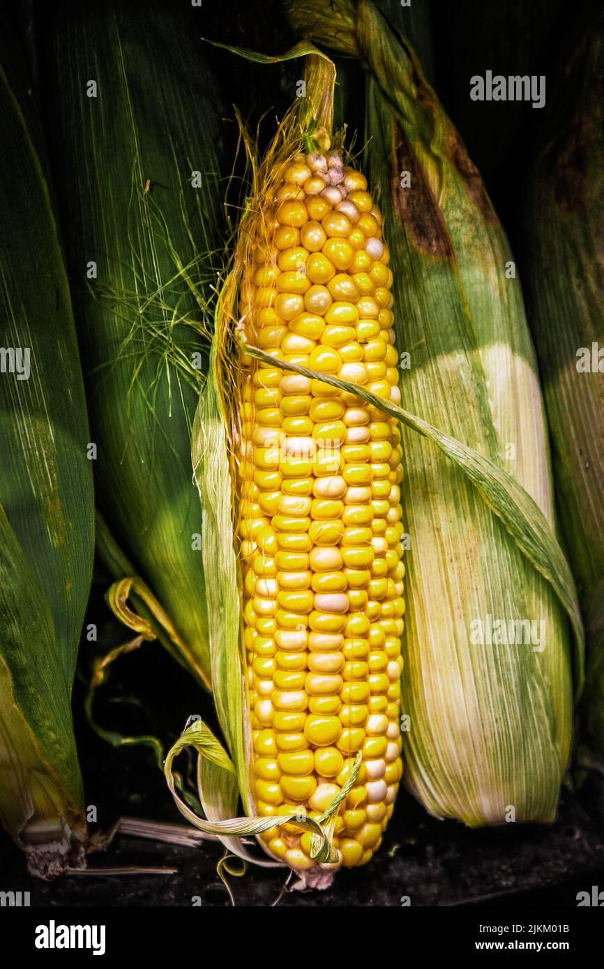 Fresh Shucked Corn On The Cob With Unshucked Green Cobs Around It fresh-shucked-corn-on-the-cob-with-unshucked-green-cobs-around-it