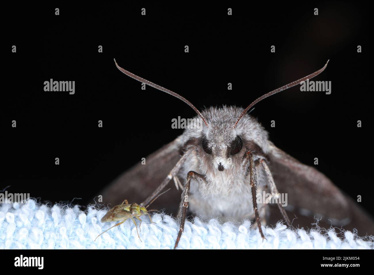 Portrait of hawkmoth - Pine Hawk-moth (Hyloicus pinastri, Sphinx pinastri. Stock Photo