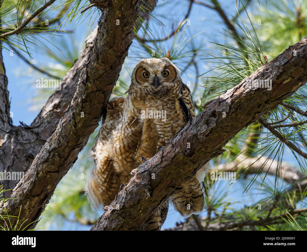 An owl with beautiful plumage on a pine branch, looking down Stock Photo
