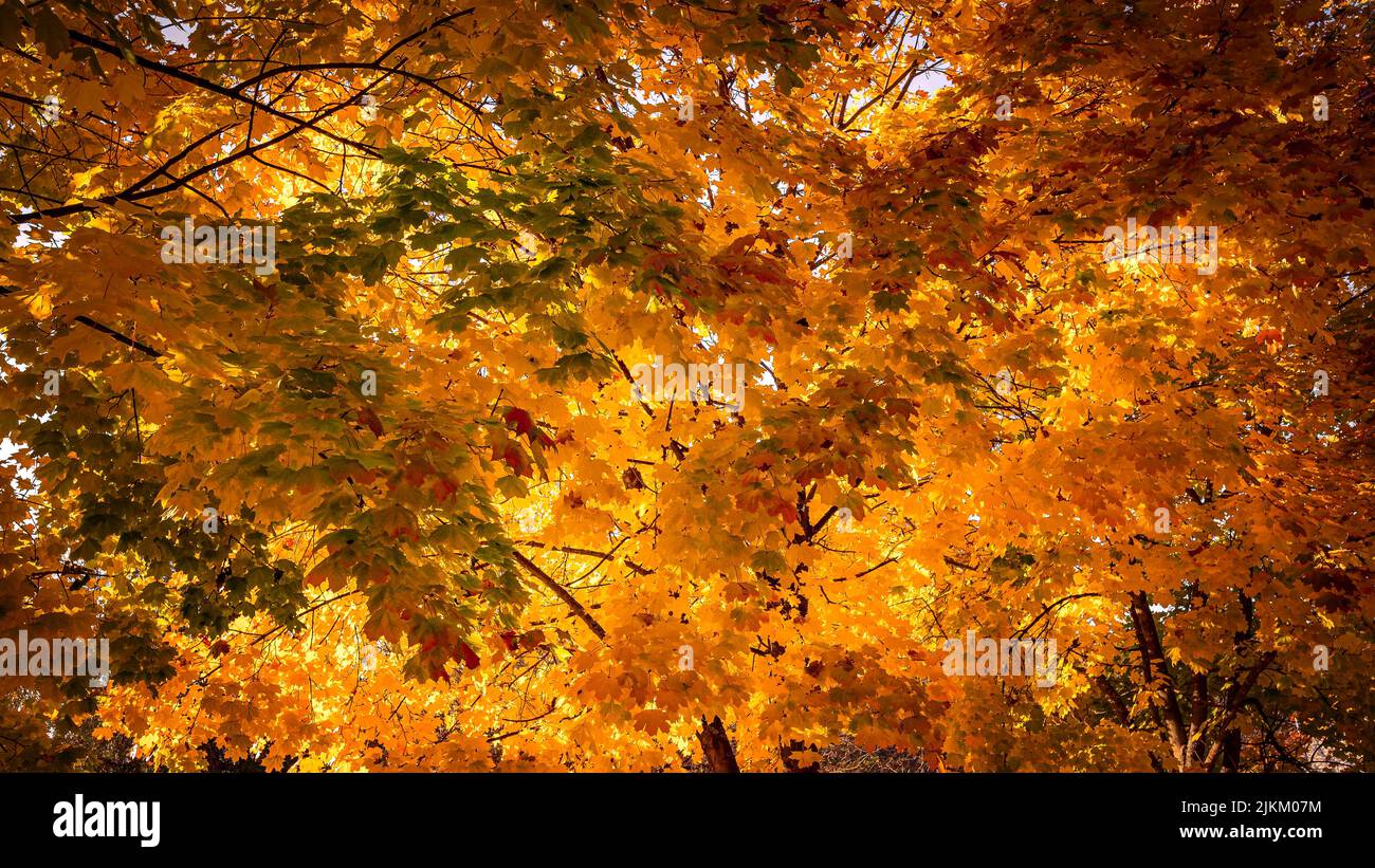 A low angle shot of maple trees with golden leaves Stock Photo - Alamy