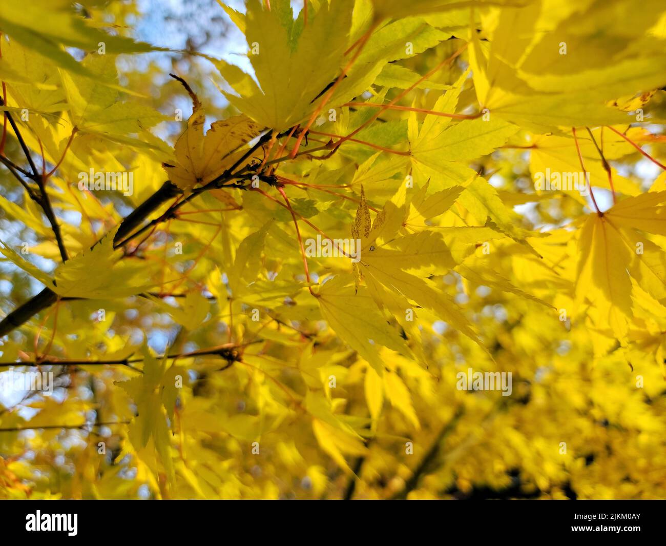 A beautiful view of tree branches with yellow autumn leaves Stock Photo ...