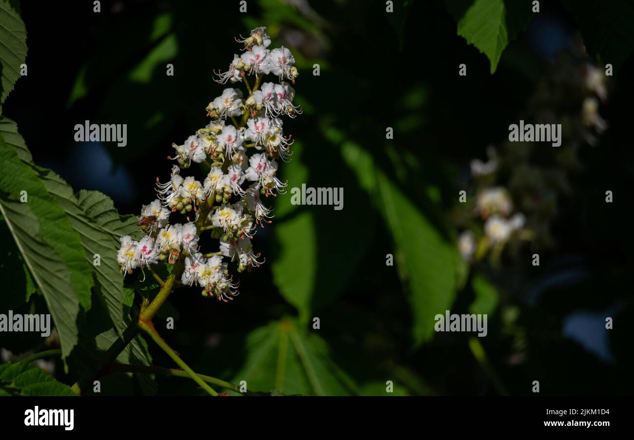 Flowering of chestnuts. Chestnut inflorescence. Flowers on the tree, signs of spring. Stock Photo