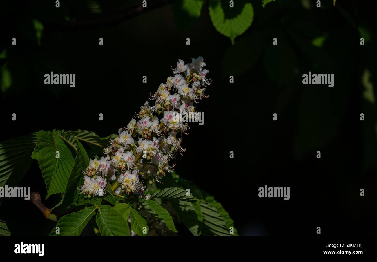 Flowering of chestnuts. Chestnut inflorescence. Flowers on the tree ...